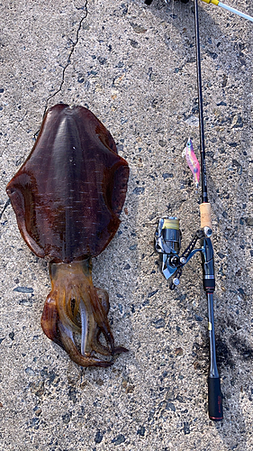 アオリイカの釣果