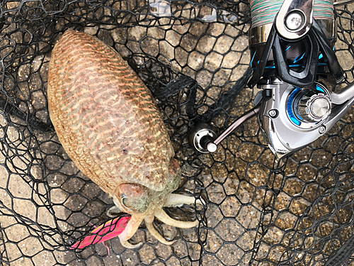 コウイカの釣果