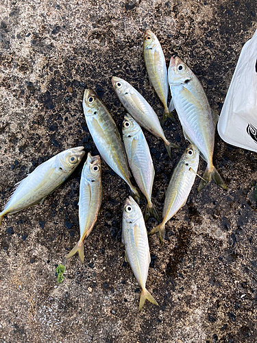 アジの釣果