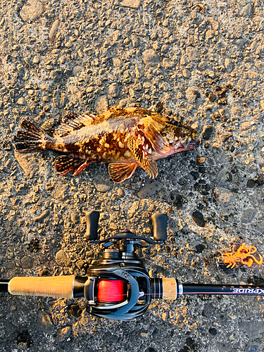 カサゴの釣果