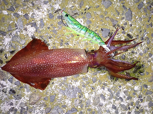 イカの釣果