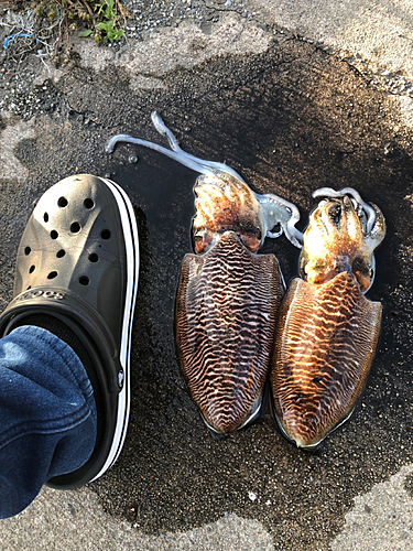 コウイカの釣果