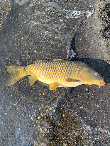 コイの釣果