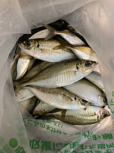 アジの釣果