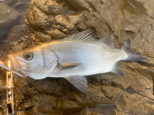 ヒラスズキの釣果