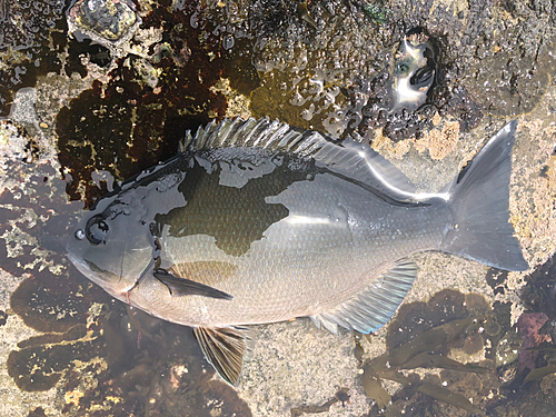 メジナの釣果