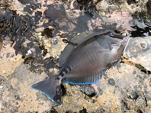 ニザダイの釣果