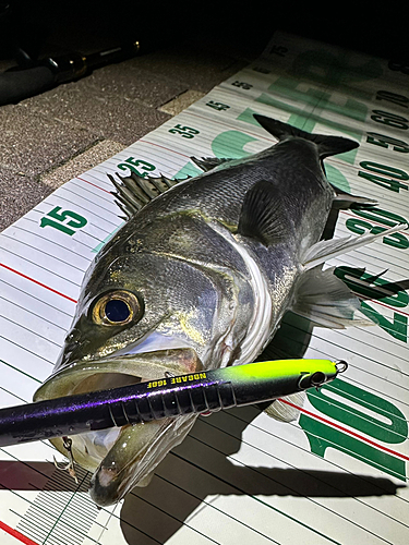 シーバスの釣果