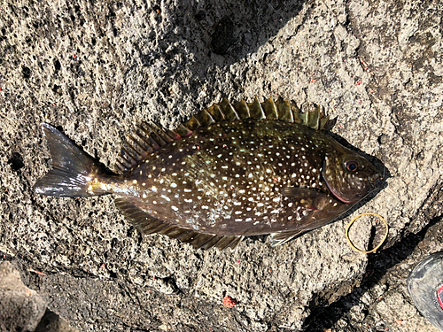 アイゴの釣果