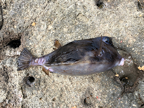 ウミスズメの釣果