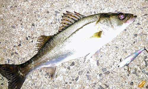 シーバスの釣果