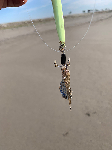 コチの釣果