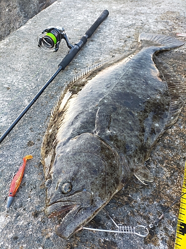 ヒラメの釣果