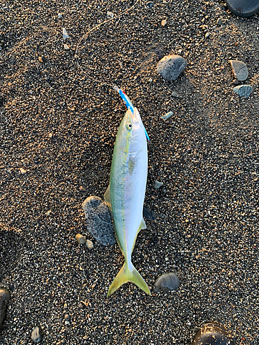 イナダの釣果