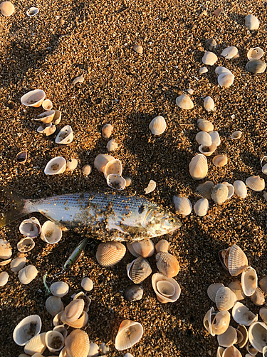 コノシロの釣果