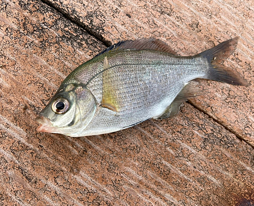 ウミタナゴの釣果