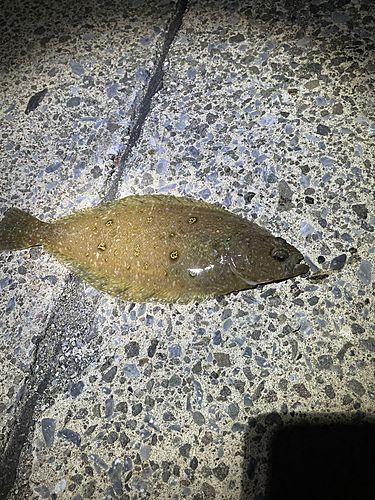 ムシガレイの釣果