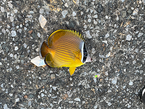 チョウチョウウオの釣果