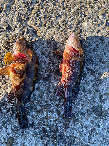 カサゴの釣果