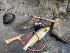 ブラウントラウトの釣果