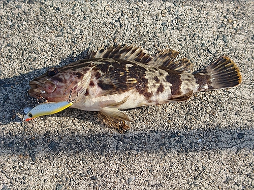 タケノコメバルの釣果