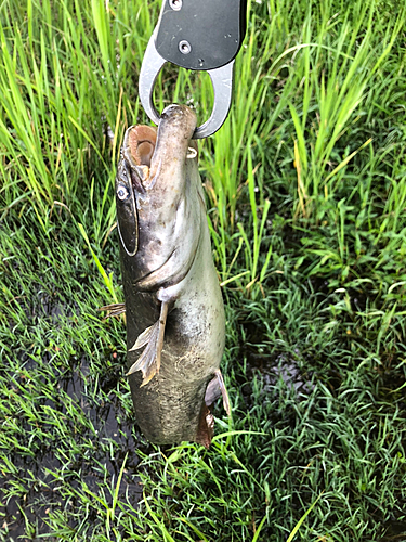 ナマズの釣果