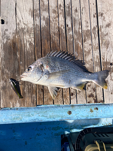 キビレの釣果