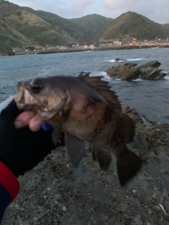 シロメバルの釣果