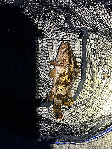 タケノコメバルの釣果