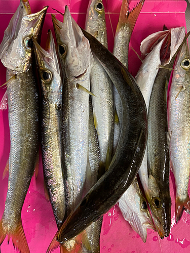 カマスの釣果