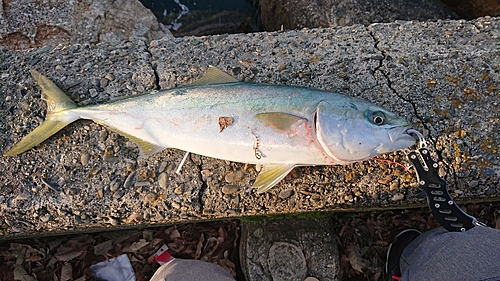 ヤズの釣果