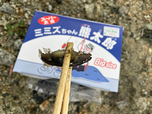 チチブの釣果