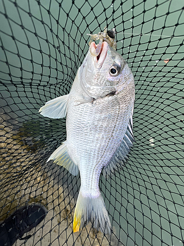 キビレの釣果