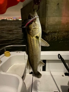 シーバスの釣果