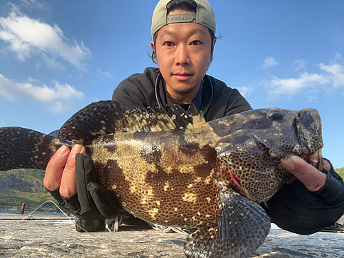 マダラハタの釣果