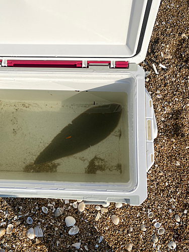 シタビラメの釣果