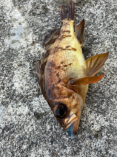 アカメバルの釣果