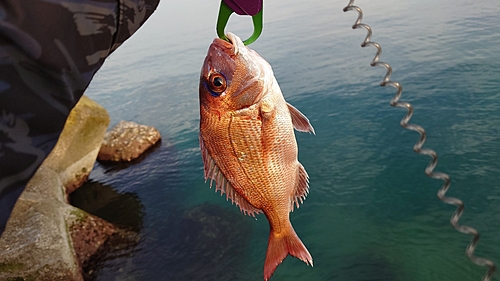 マダイの釣果