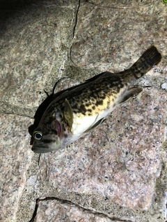 クロソイの釣果