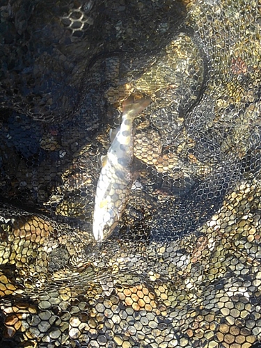 アマゴの釣果