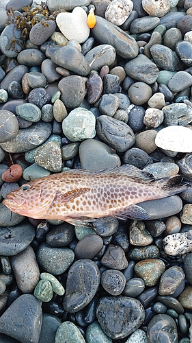 オオモンハタの釣果