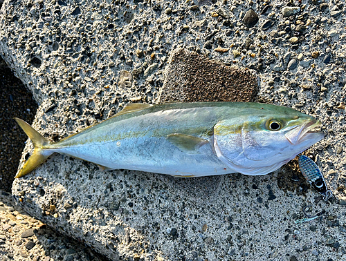 イナダの釣果