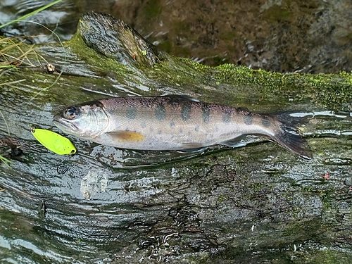 ヤマメの釣果