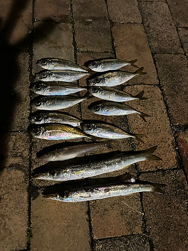 アジの釣果