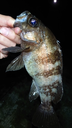 クロメバルの釣果