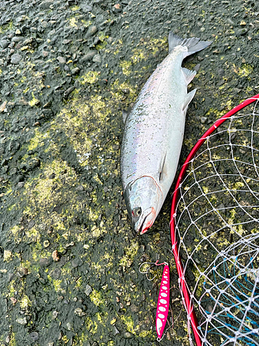 サクラマスの釣果