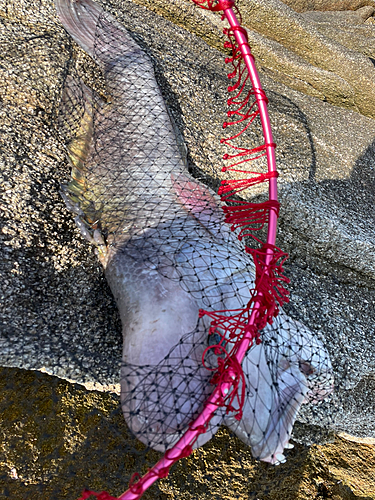 コブダイの釣果