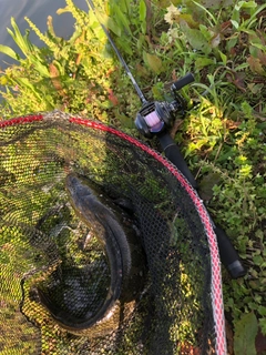 ライギョの釣果
