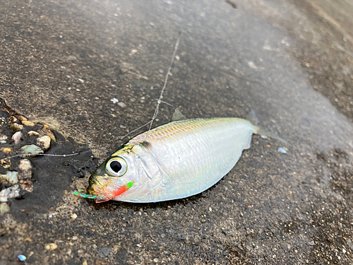 カタクチイワシの釣果