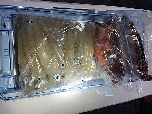 イカの釣果